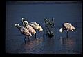 10612-00167-Ibis and Spoonbills-Roseate Spoonbill.jpg