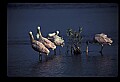 10612-00168-Ibis and Spoonbills-Roseate Spoonbill.jpg