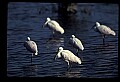 10612-00169-Ibis and Spoonbills-Roseate Spoonbill.jpg