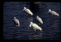 10612-00171-Ibis and Spoonbills-Roseate Spoonbill.jpg