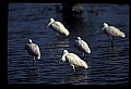 10612-00172-Ibis and Spoonbills-Roseate Spoonbill.jpg