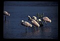 10612-00173-Ibis and Spoonbills-Roseate Spoonbill.jpg