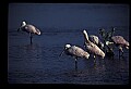 10612-00174-Ibis and Spoonbills-Roseate Spoonbill.jpg