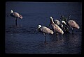 10612-00175-Ibis and Spoonbills-Roseate Spoonbill.jpg
