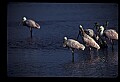 10612-00176-Ibis and Spoonbills-Roseate Spoonbill.jpg