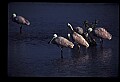 10612-00177-Ibis and Spoonbills-Roseate Spoonbill.jpg