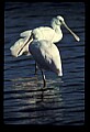 10612-00178-Ibis and Spoonbills-Roseate Spoonbill.jpg