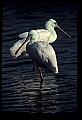 10612-00179-Ibis and Spoonbills-Roseate Spoonbill.jpg