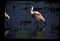 10612-00182-Ibis and Spoonbills-Roseate Spoonbill.jpg
