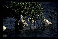 10612-00188-Ibis and Spoonbills-Roseate Spoonbill.jpg