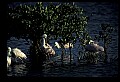 10612-00189-Ibis and Spoonbills-Roseate Spoonbill.jpg
