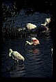 10612-00191-Ibis and Spoonbills-Roseate Spoonbill.jpg