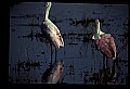 10612-00192-Ibis and Spoonbills-Roseate Spoonbill.jpg