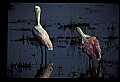 10612-00193-Ibis and Spoonbills-Roseate Spoonbill.jpg