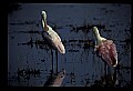 10612-00194-Ibis and Spoonbills-Roseate Spoonbill.jpg