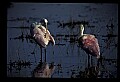 10612-00195-Ibis and Spoonbills-Roseate Spoonbill.jpg