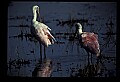 10612-00196-Ibis and Spoonbills-Roseate Spoonbill.jpg
