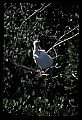 10612-00204-Ibis and Spoonbills-White Ibis.jpg