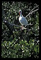 10612-00206-Ibis and Spoonbills-White Ibis.jpg