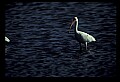10612-00216-Ibis and Spoonbills-White Ibis.jpg