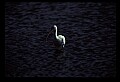 10612-00218-Ibis and Spoonbills-White Ibis.jpg