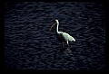 10612-00220-Ibis and Spoonbills-White Ibis.jpg