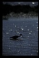 10612-00229-Ibis and Spoonbills-Glossy Ibis.jpg