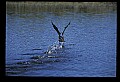 10612-00233-Ibis and Spoonbills-Glossy Ibis.jpg