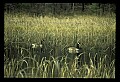 10650-00001-Geese, General-Canada Geese, Branta canadensis.jpg