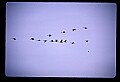 10650-00005-Geese, General-Canada Geese, Branta canadensis.jpg