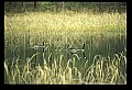 10650-00007-Geese, General-Canada Geese, Branta canadensis.jpg
