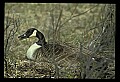 10650-00009-Geese, General-Canada Geese, Branta canadensis.jpg