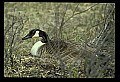 10650-00013-Geese, General-Canada Geese, Branta canadensis.jpg