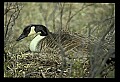 10650-00014-Geese, General-Canada Geese, Branta canadensis.jpg