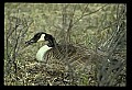 10650-00015-Geese, General-Canada Geese, Branta canadensis.jpg