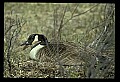 10650-00016-Geese, General-Canada Geese, Branta canadensis.jpg