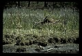 10650-00017-Geese, General-Canada Geese, Branta canadensis.jpg