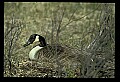 10650-00020-Geese, General-Canada Geese, Branta canadensis.jpg