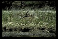 10650-00021-Geese, General-Canada Geese, Branta canadensis.jpg