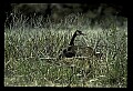 10650-00022-Geese, General-Canada Geese, Branta canadensis.jpg