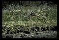 10650-00029-Geese, General-Canada Geese, Branta canadensis.jpg