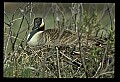 10650-00030-Geese, General-Canada Geese, Branta canadensis.jpg