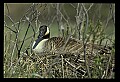10650-00032-Geese, General-Canada Geese, Branta canadensis.jpg