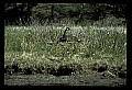 10650-00033-Geese, General-Canada Geese, Branta canadensis.jpg