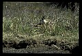 10650-00034-Geese, General-Canada Geese, Branta canadensis.jpg
