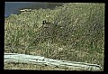 10650-00035-Geese, General-Canada Geese, Branta canadensis.jpg