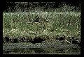 10650-00036-Geese, General-Canada Geese, Branta canadensis.jpg