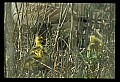 10650-00040-Geese, General-Canada Geese, Branta canadensis.jpg