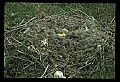 10650-00042-Geese, General-Canada Geese, Branta canadensis.jpg