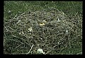10650-00043-Geese, General-Canada Geese, Branta canadensis.jpg